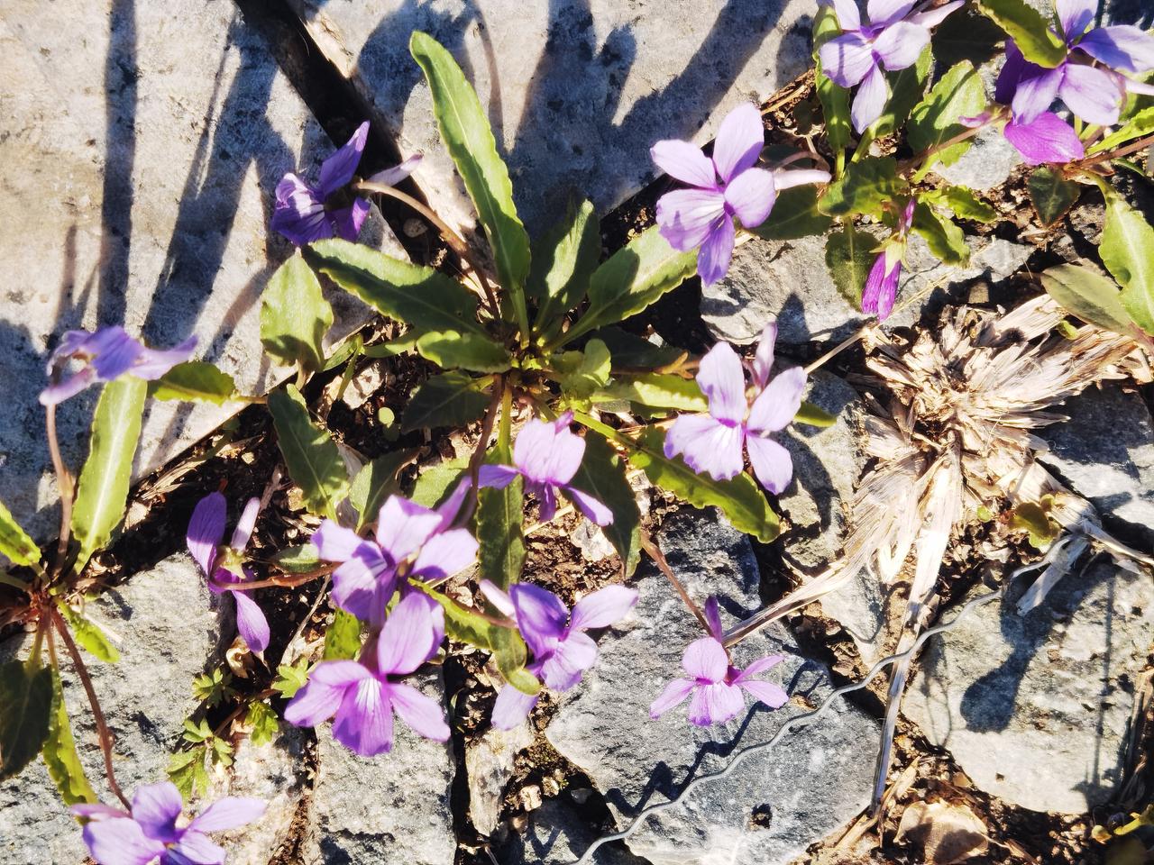 猜猜这是什么药材？