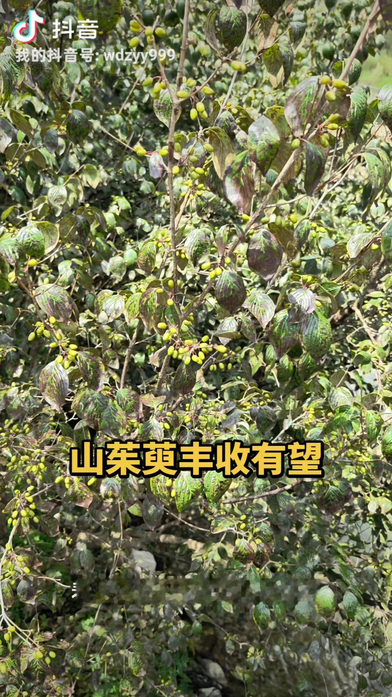 西峡山茱萸丰收在望！
立秋日实地探访“中国山茱萸之乡”

今天是2026年8月7