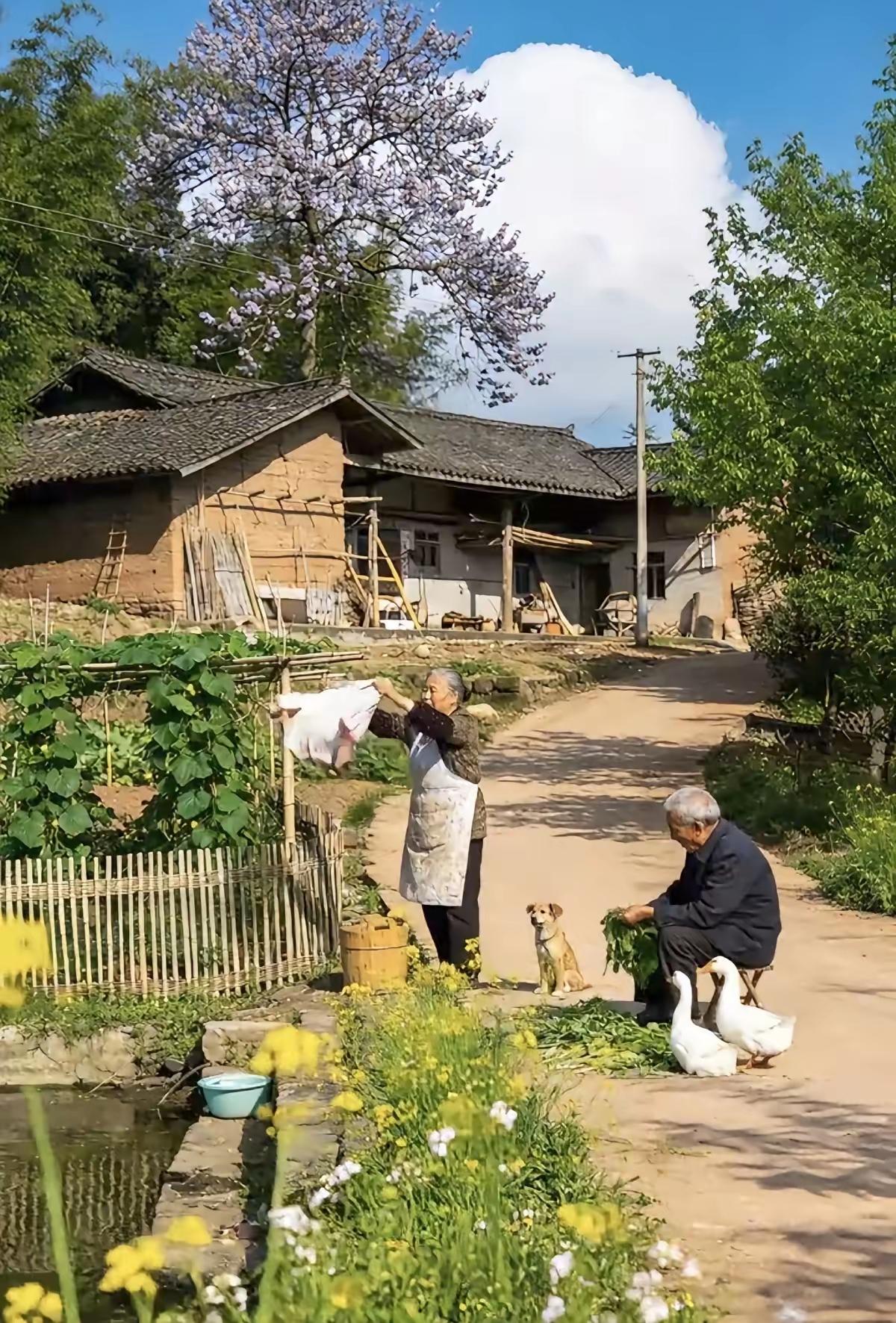 捣练子·村居
翁择菜，妇晾衣，
白鹅家犬傍柴扉。
园外菜花黄满径，
一庭烟火伴清