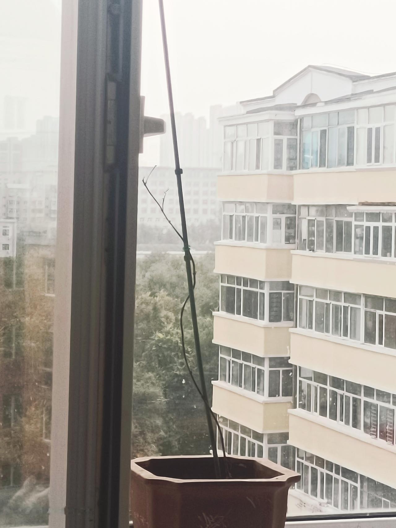 我有养老的梦想，是一个画面，一个开满鲜花的小院，阳光下摇椅躺着鹤发老太，腿上有只