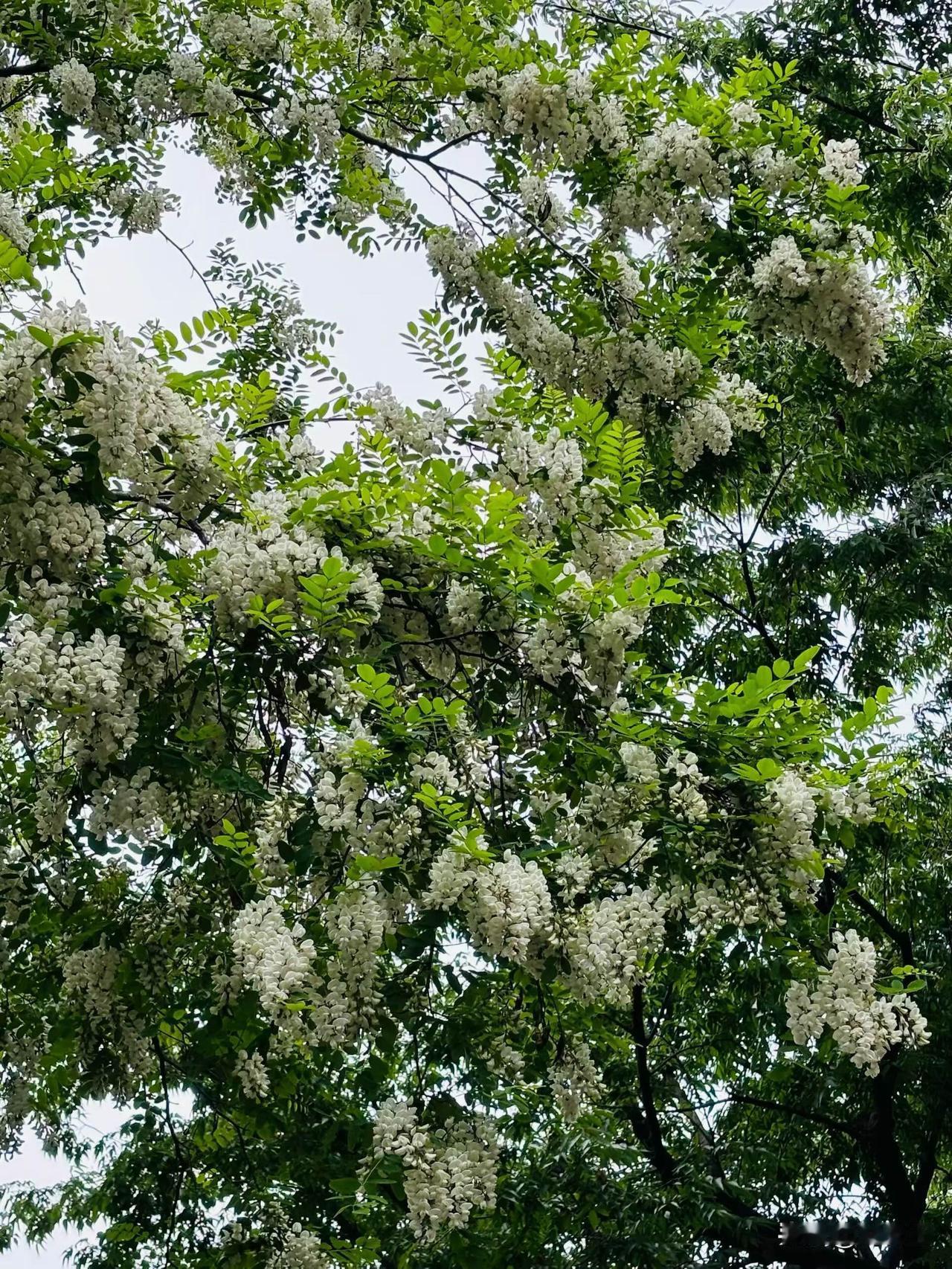 十里槐香不忍折，且惜一城青绿意

暮春时节，清风送暖，正是青岛槐花盛放的美好时节