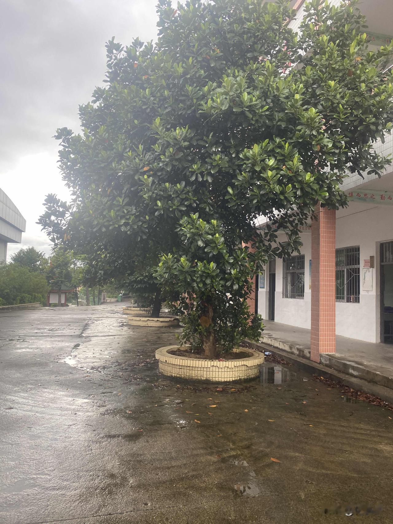明天孩子们就要正式开学啦，下午抽空送女儿回学校报名。忙忙碌碌折腾了整整一个下午，