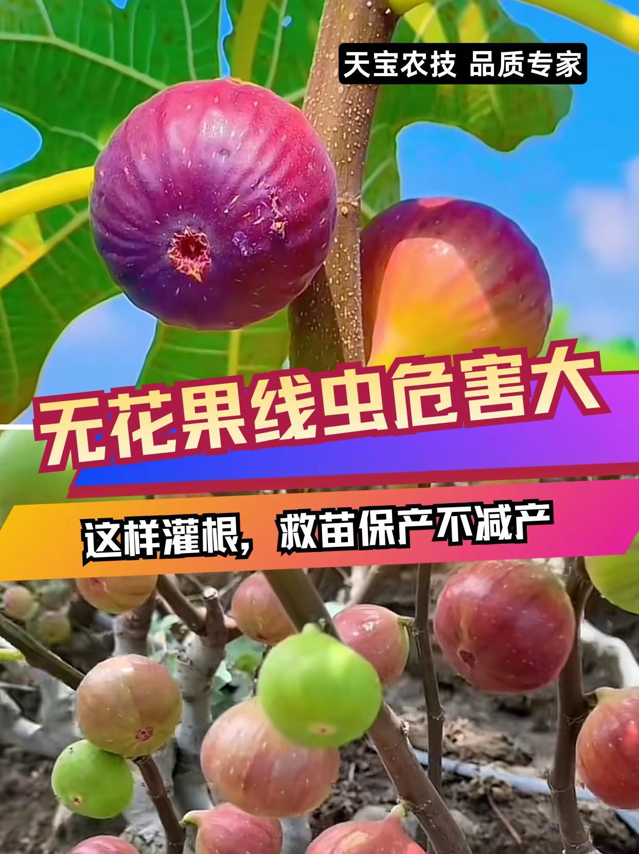 无花果线虫危害大，这样灌根救苗保产！。无花果种植 根结线虫