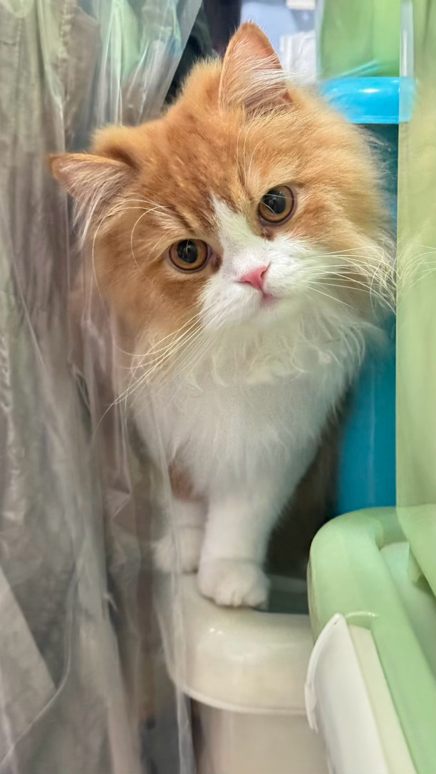 随手拍躲猫猫的小猫猫 