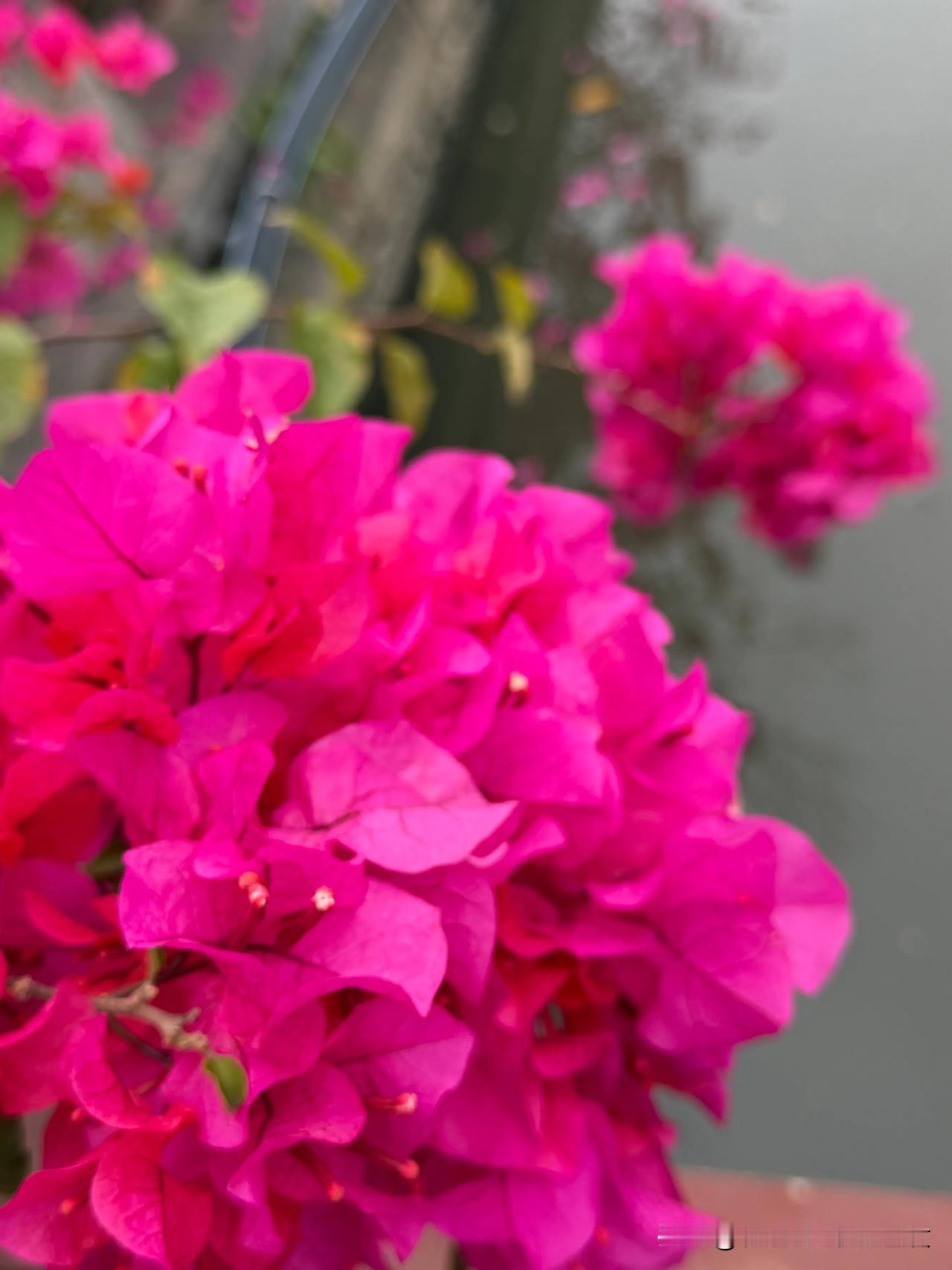 风过花摇
十里绯红
手机拍摄