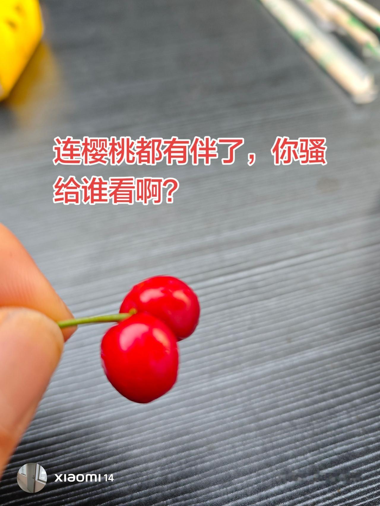 这个年代，连樱桃都嘲笑我！！！！为什么樱桃两个能长在一起？而且是一个果柄？