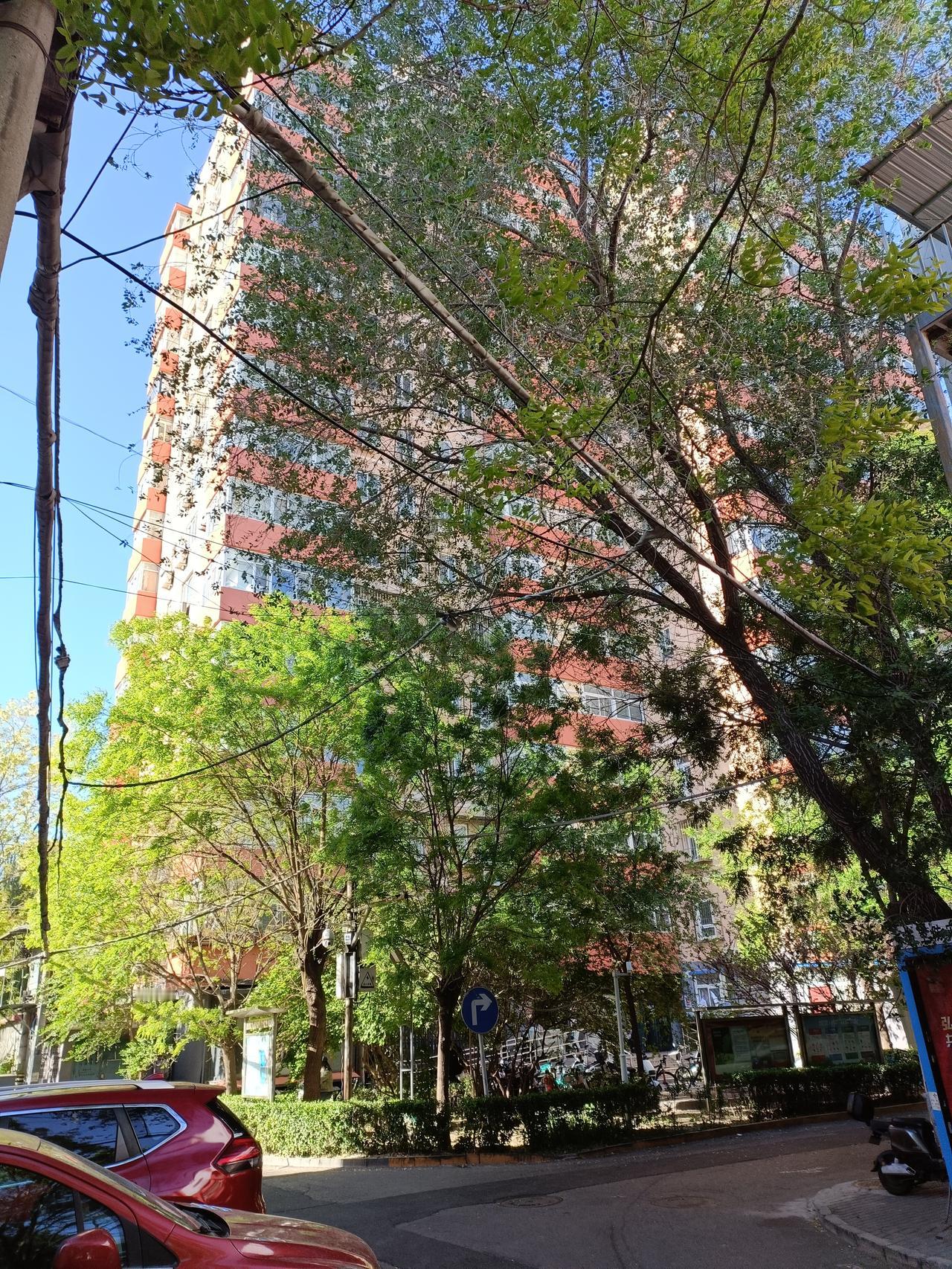 晒图笔记大赛今天北京的风太大了，足有八九级，大树刮的摇摇晃晃