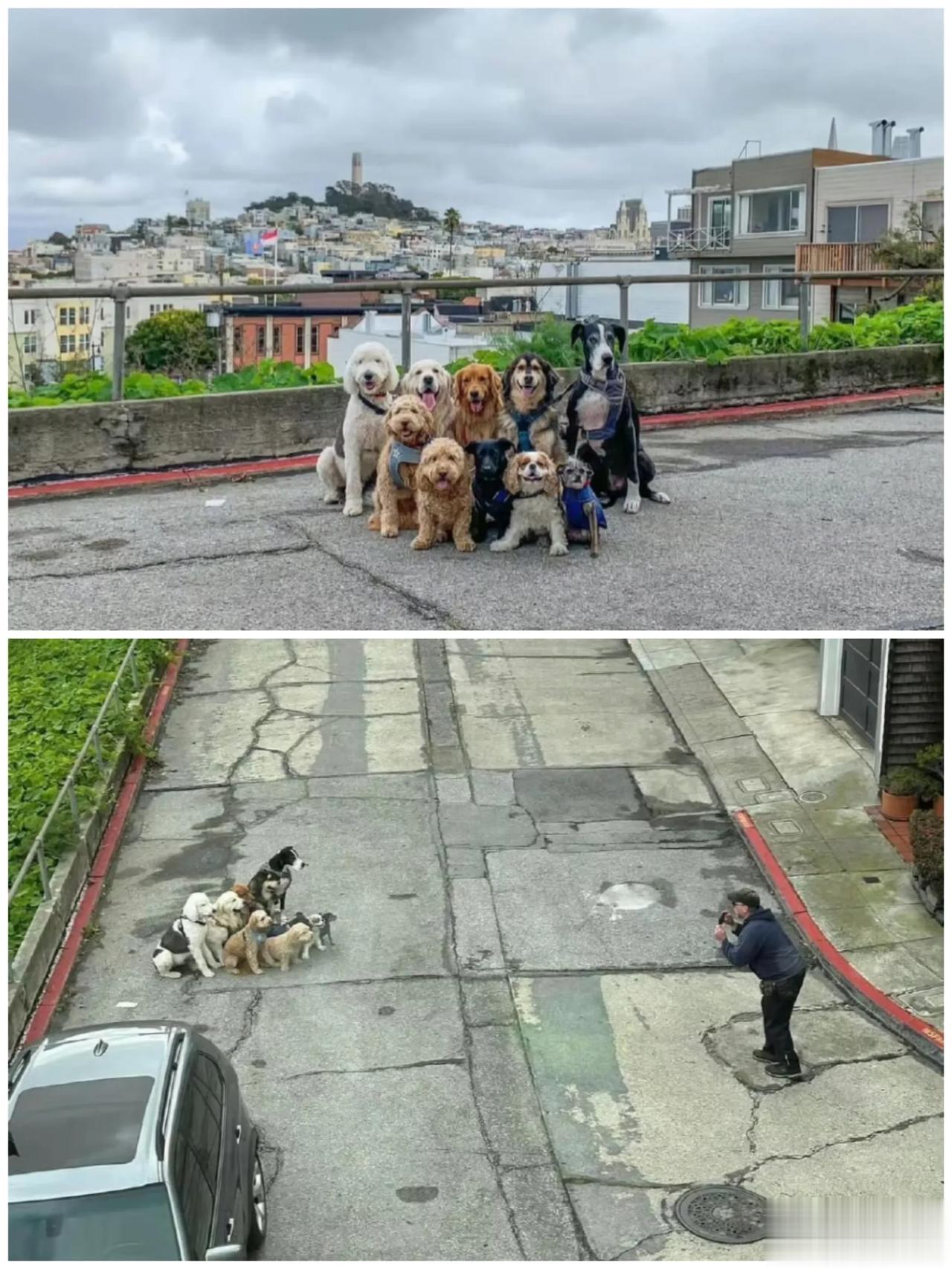 这样聪慧的狗狗，
应该就没人会想去伤害它们吧！