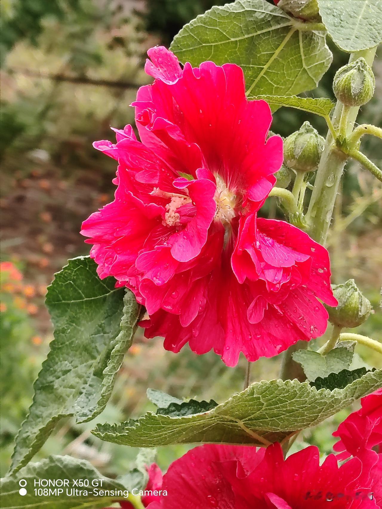 雨后的蜀葵花是不是特别水灵娇艳漂亮？