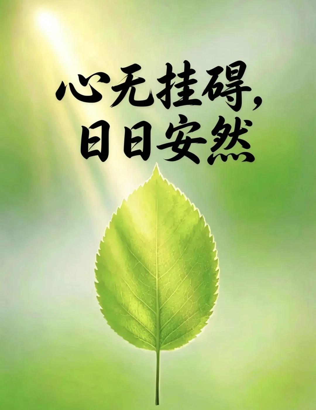 心无挂碍，日日安然。
原来最好的状态，
是像这片叶子一样，
不慌不忙地接住阳光，