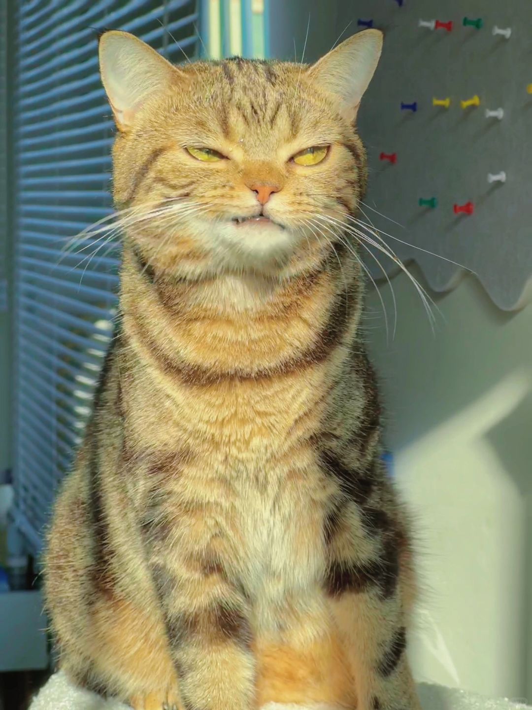 原则上来说是没有可爱又带点拽的小猫咪的