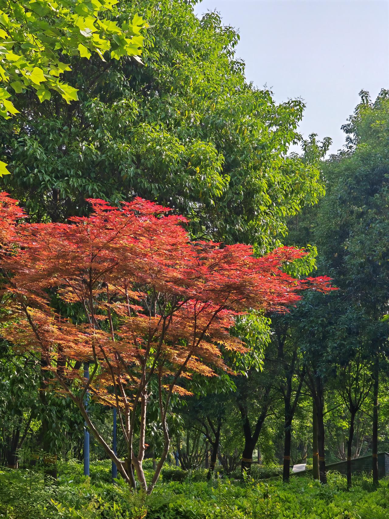晋帝国皇帝司马业被刘聪杀害的消息传到建康（南京），晋王司马睿身穿麻布孝服，把卧室