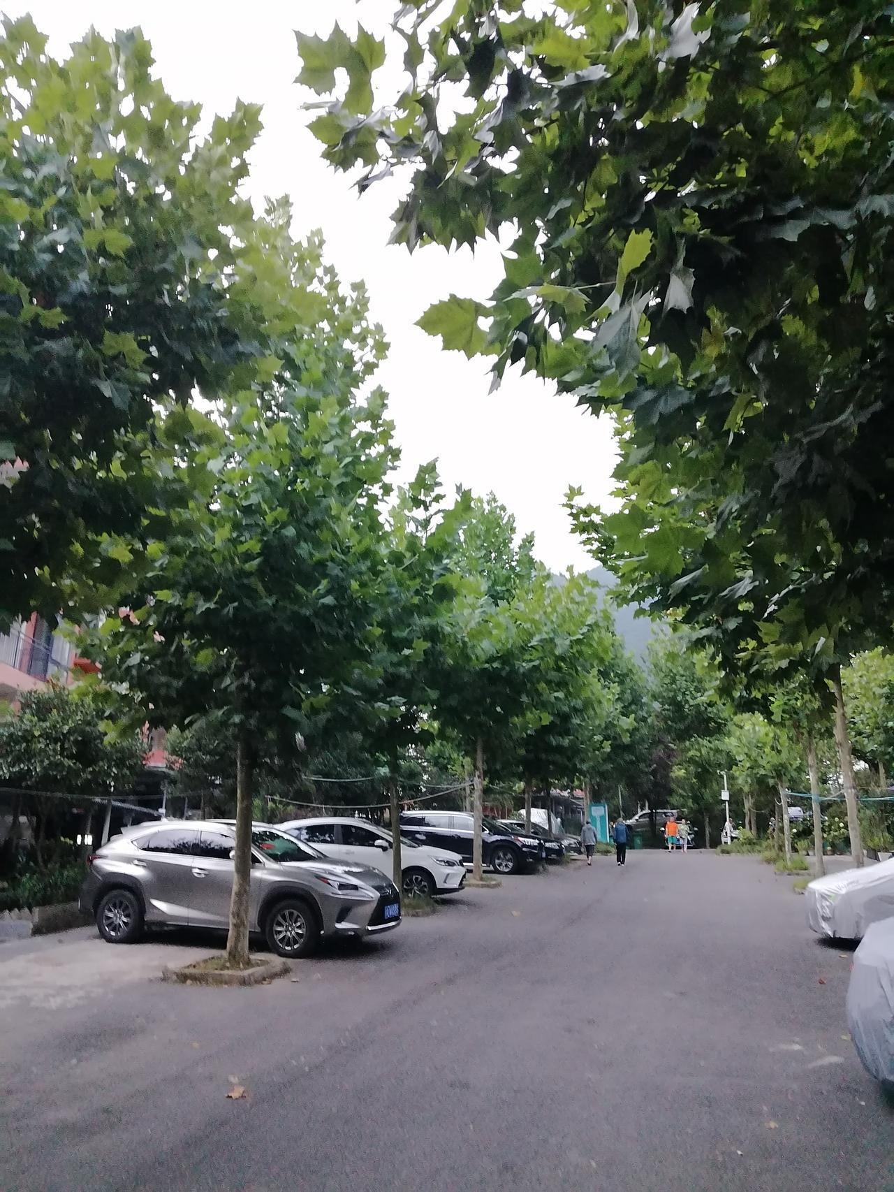 九坝避暑，难免要讲菜和肉。你可知道这个中之秘。

先说肉。猪肉、牛肉、羊肉、鸡肉