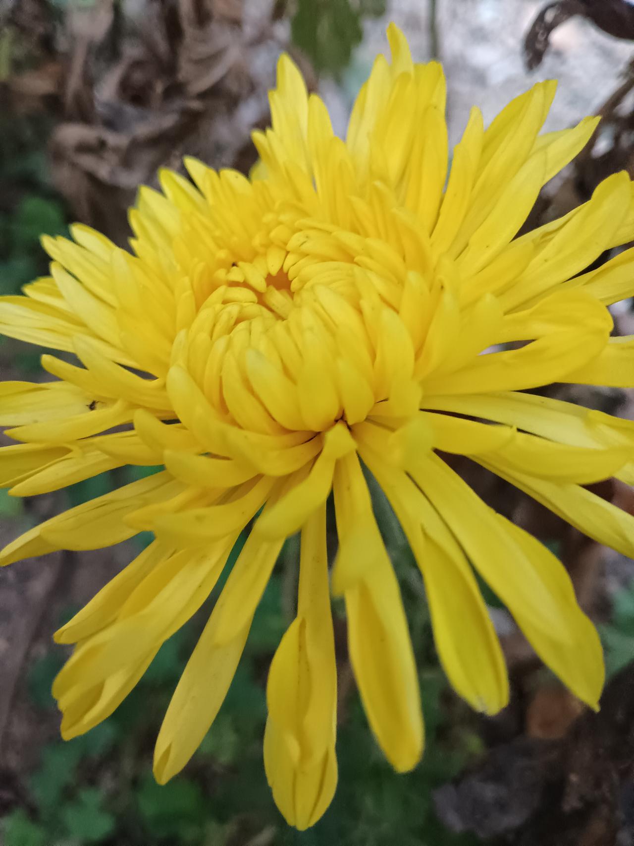 细长金黄菊瓣层层舒展，花蕊簇拥，在秋日里绽放出明媚清雅的光彩。