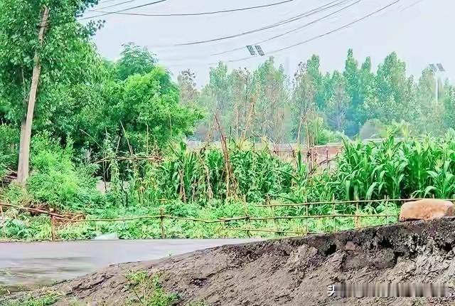 ““奶奶，我回来了！”十五年没见，钱玉兰正低头在灶台前忙活，手里那个装米的塑料瓢