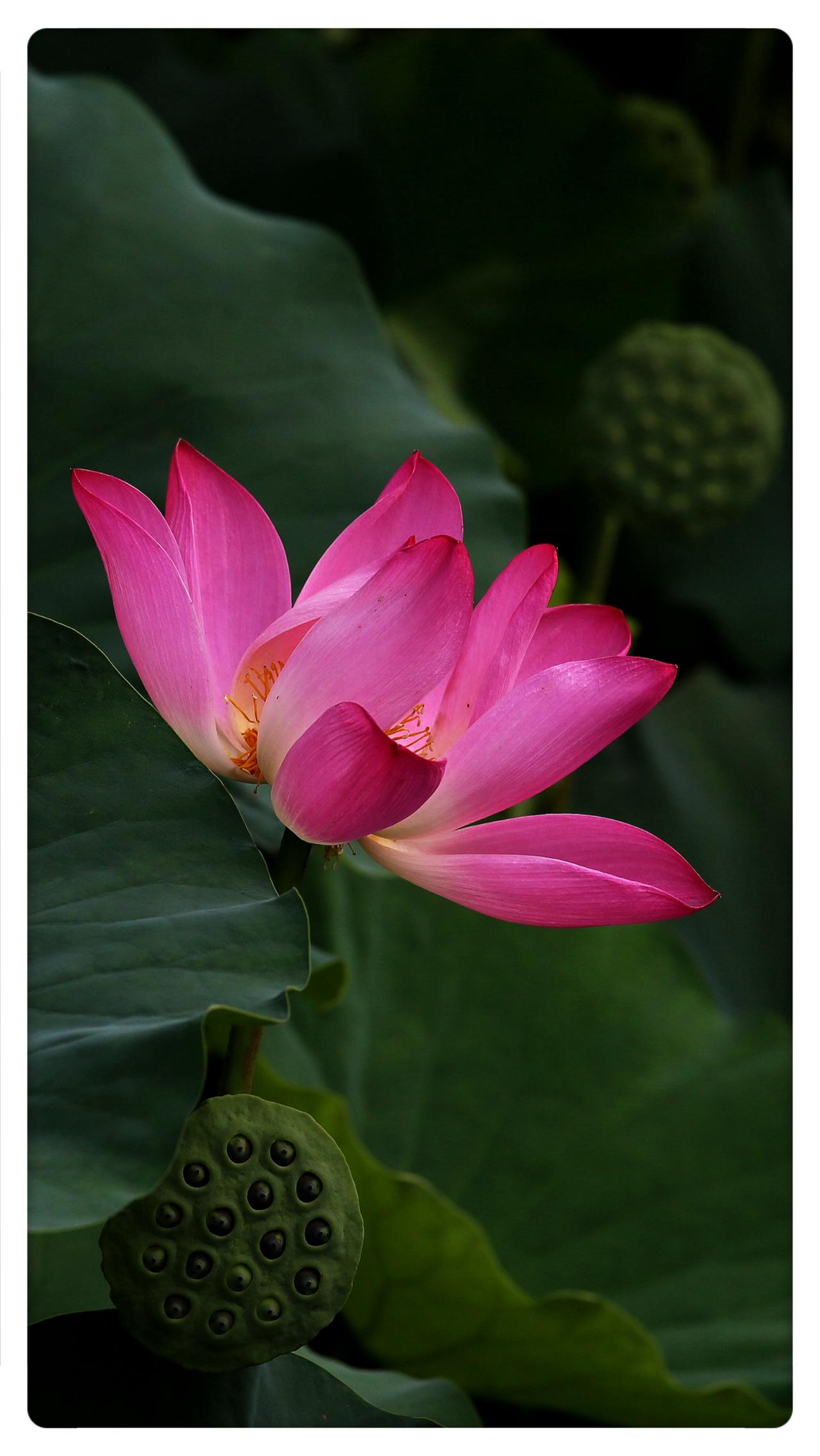 陶然荷花