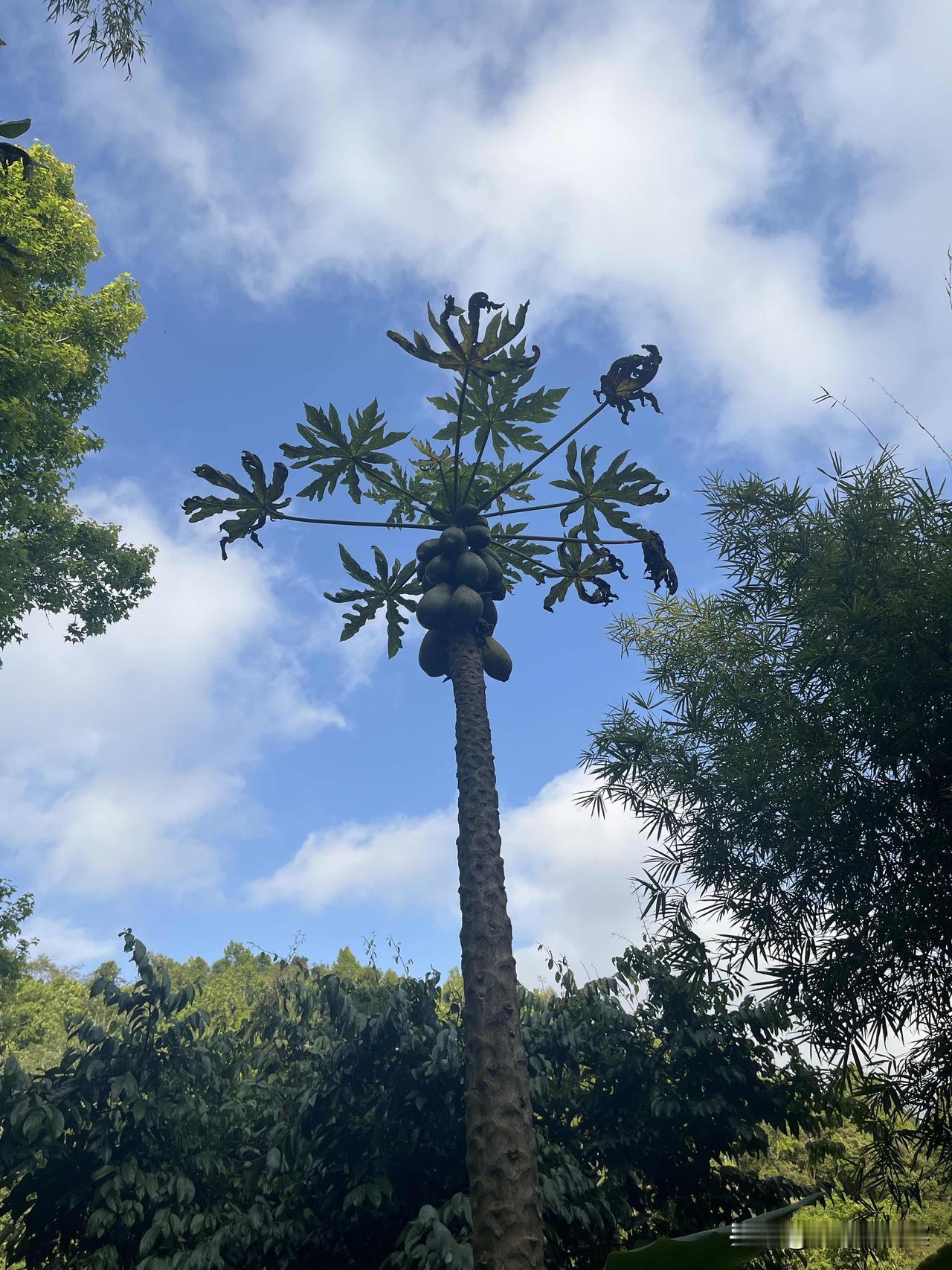 分享一张你最近随拍的照片木瓜，长的那么孤傲，可能是不愿混迹于街头吧。不过，天不随