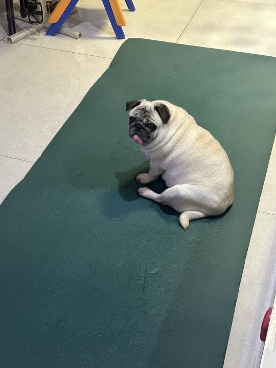 🐶天天霸占瑜伽垫夏天前能瘦吗？