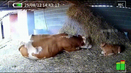 看完直接泪目了！老牛刚费劲把小牛生下来，寸步不离守着。谁知道边上的草突然着火了，