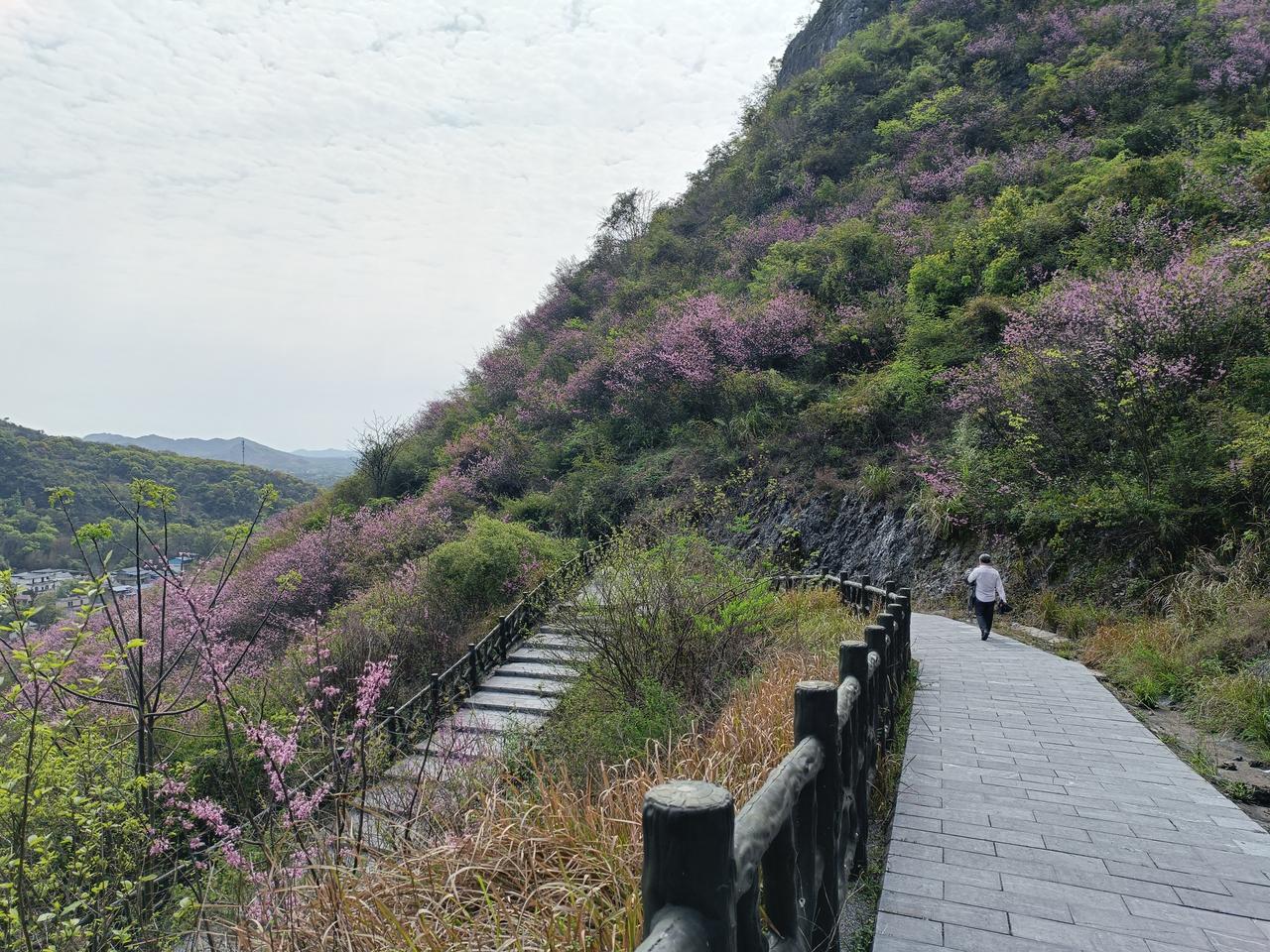 长征国家文化公园广西全州枧塘镇长征步道紫荆花欣赏