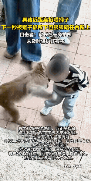 猴子就是猴子，它不是人。因为它是野生的。
不要在猴子面前捡东西，哪怕你捡了给它，