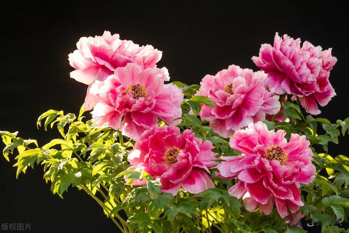 我有一窝奇葩的亲戚。就比如，我四姨。在我二姨夫的葬礼上，她要抢着当主角。
不知道