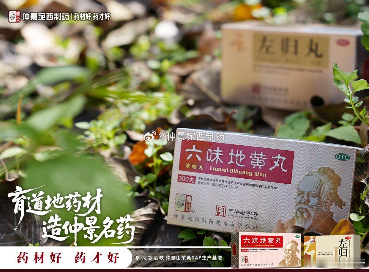 仲景采摘季道地药材有时节      伏牛山深处的仲景山茱萸药材基地，产地无污染，