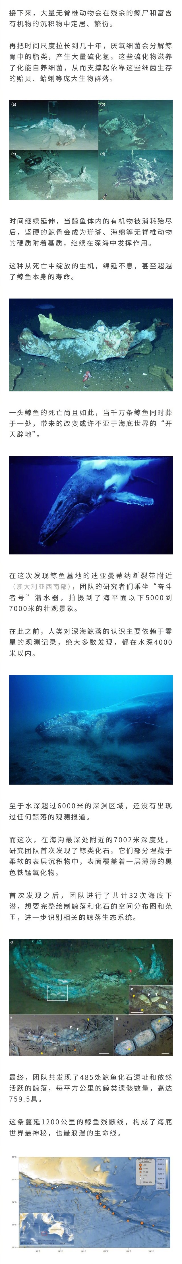 中国团队发现最深最大鲸鱼墓地，持续530万年的浪漫鲸落，远远超过人类历史的尺度。