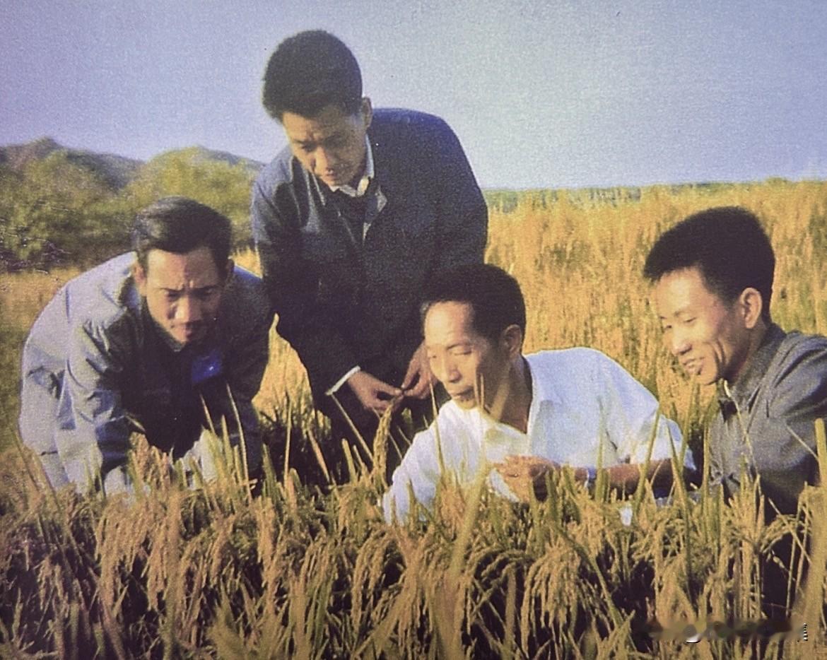 20世纪70年代袁隆平、张先程（左一）等专家观察水稻杂种优势。袁隆平是个无私的人