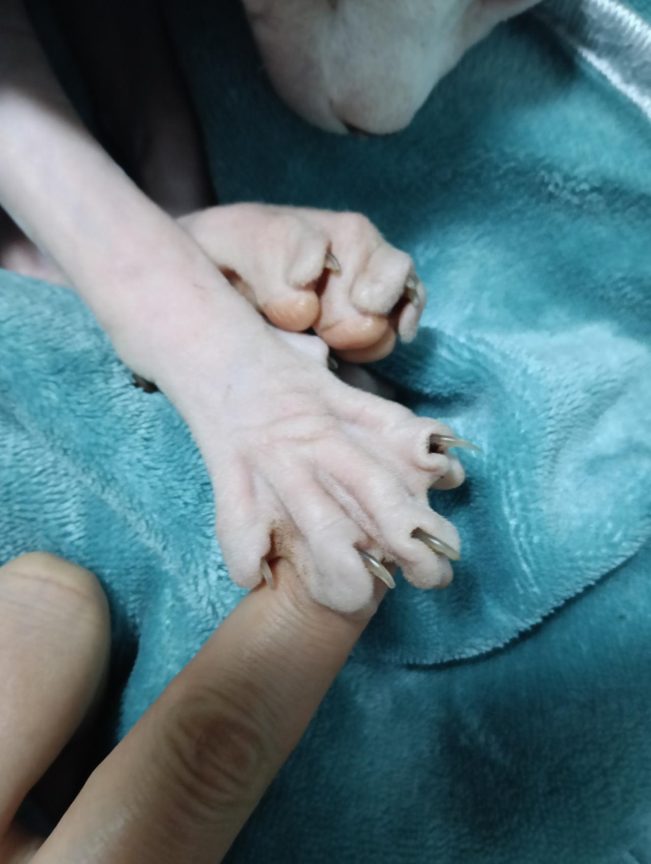 小猫也是五个脚趾，趁小猫睡着拍猫爪爪。