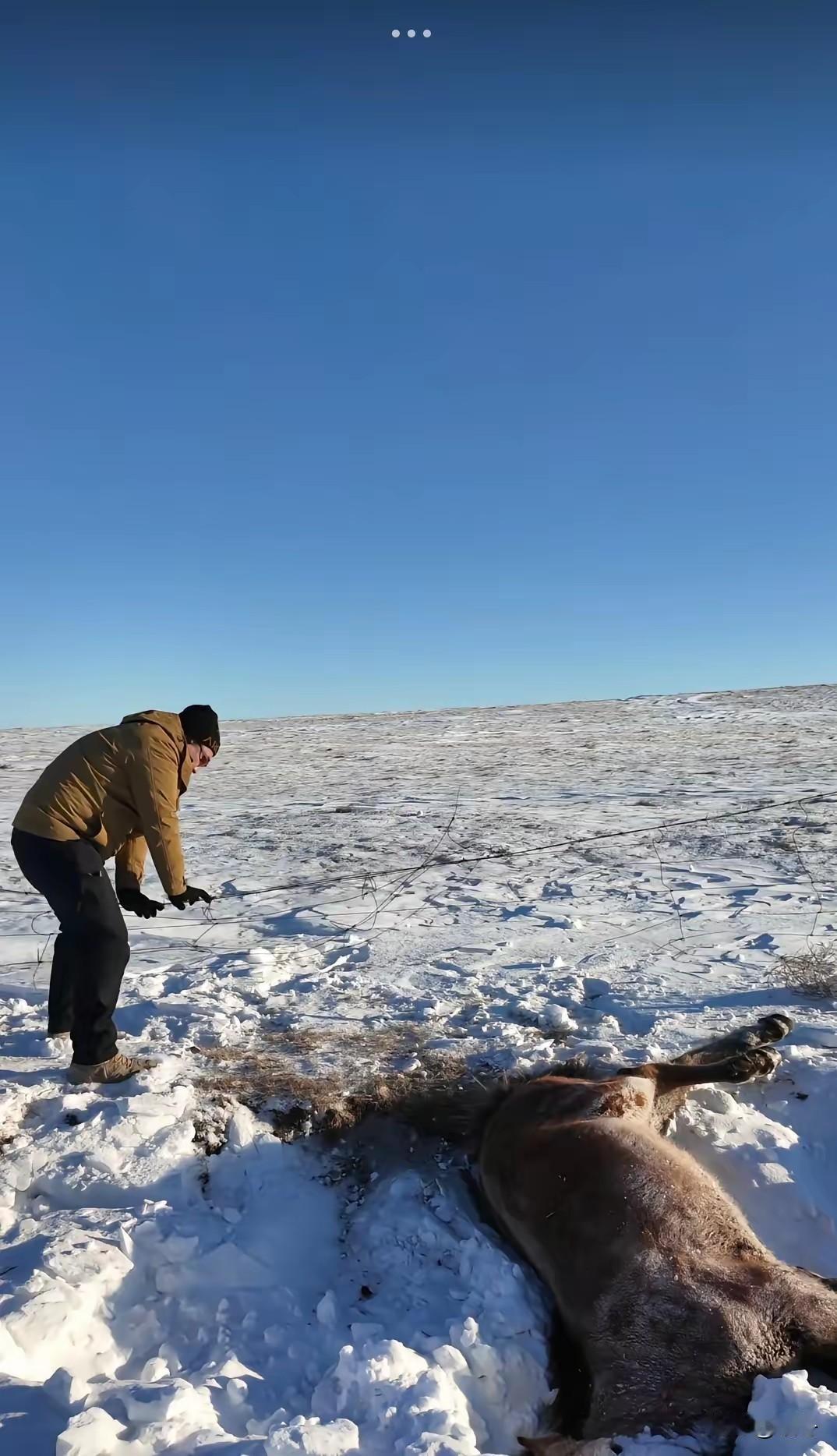 零下30度的生命救援：草原上的“剪铁丝英雄”与一匹马的生死缘分  

呼伦贝尔的
