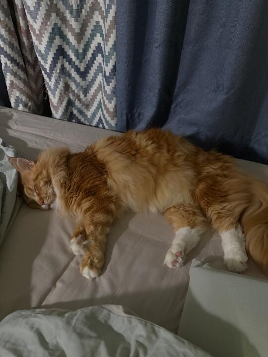 小橘猪邀您一起入睡～