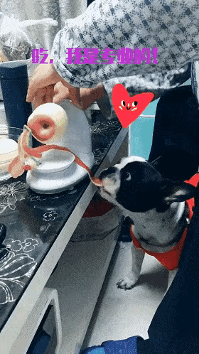 这个毛孩子吃苹果皮的连贯动作太可爱了，它和主人配合的非常默契，把削下来的苹果皮，