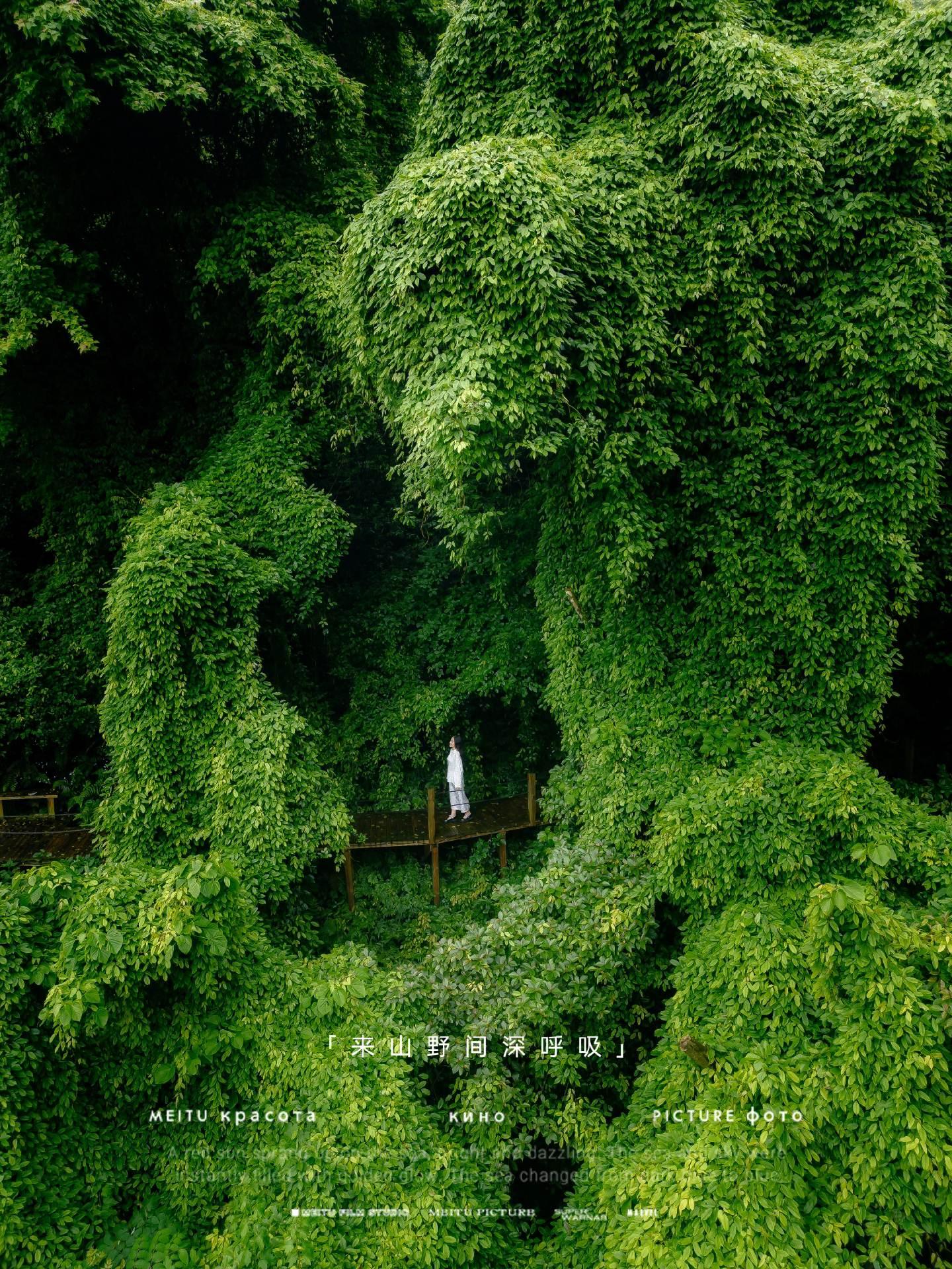 如果雨天没地方去，那就去看油麻藤吧！宫崎骏动漫里的绿野仙踪，其实在宁波象山就能看到。台州出发约1.5h就到了象山东旦村山屿海民宿，谁能想到绿野仙踪和大海居然同框了。面前是宛如动漫场景的大片植被，身后是一望无际的大海，漫山遍野的油麻藤，一眼望去全是治愈系绿色，仿佛走进了童话世界。尤其是雨天，墨绿色的油麻藤更加出片！