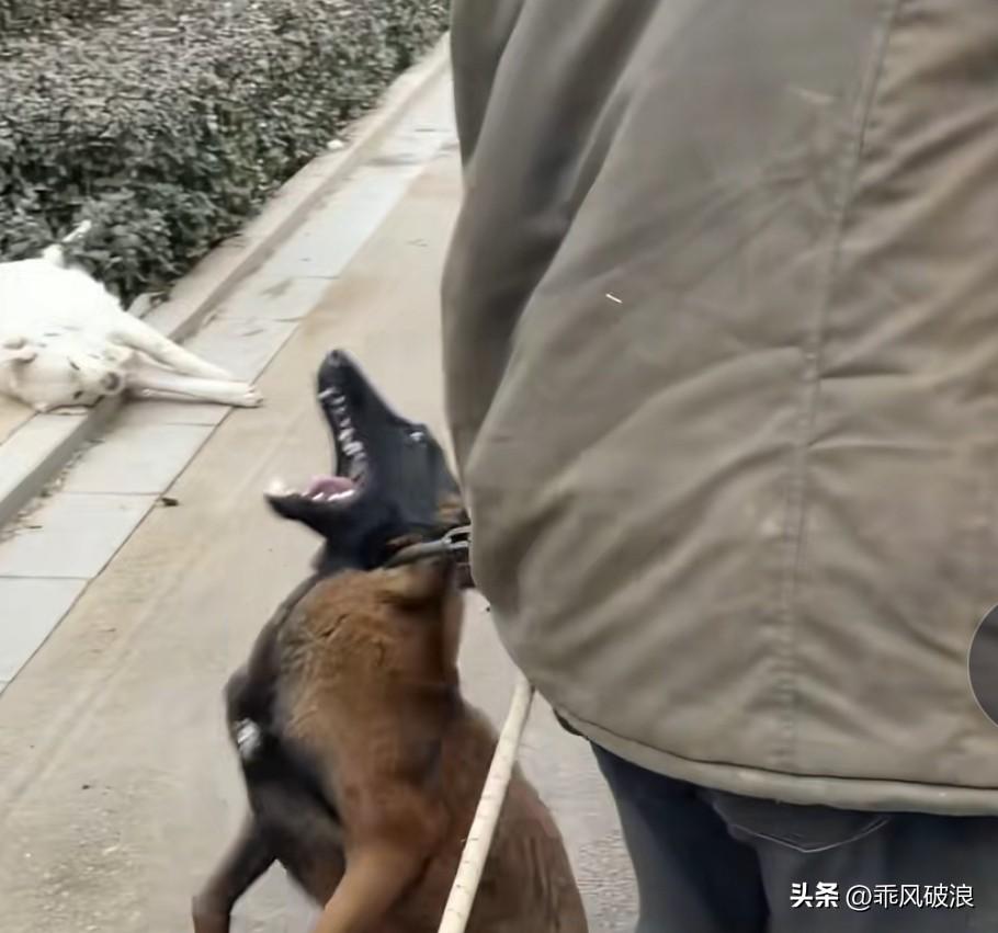 别再吃狗肉了！瞧瞧这只马犬，被狗贩用夹子夹住，那模样多痛苦。即便狗狗奋力反抗，最