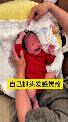 看到这个视频，瞅瞅这刚满月的小娃娃，真是又心疼又好笑！自己抓着头发越薅越疼，疼得