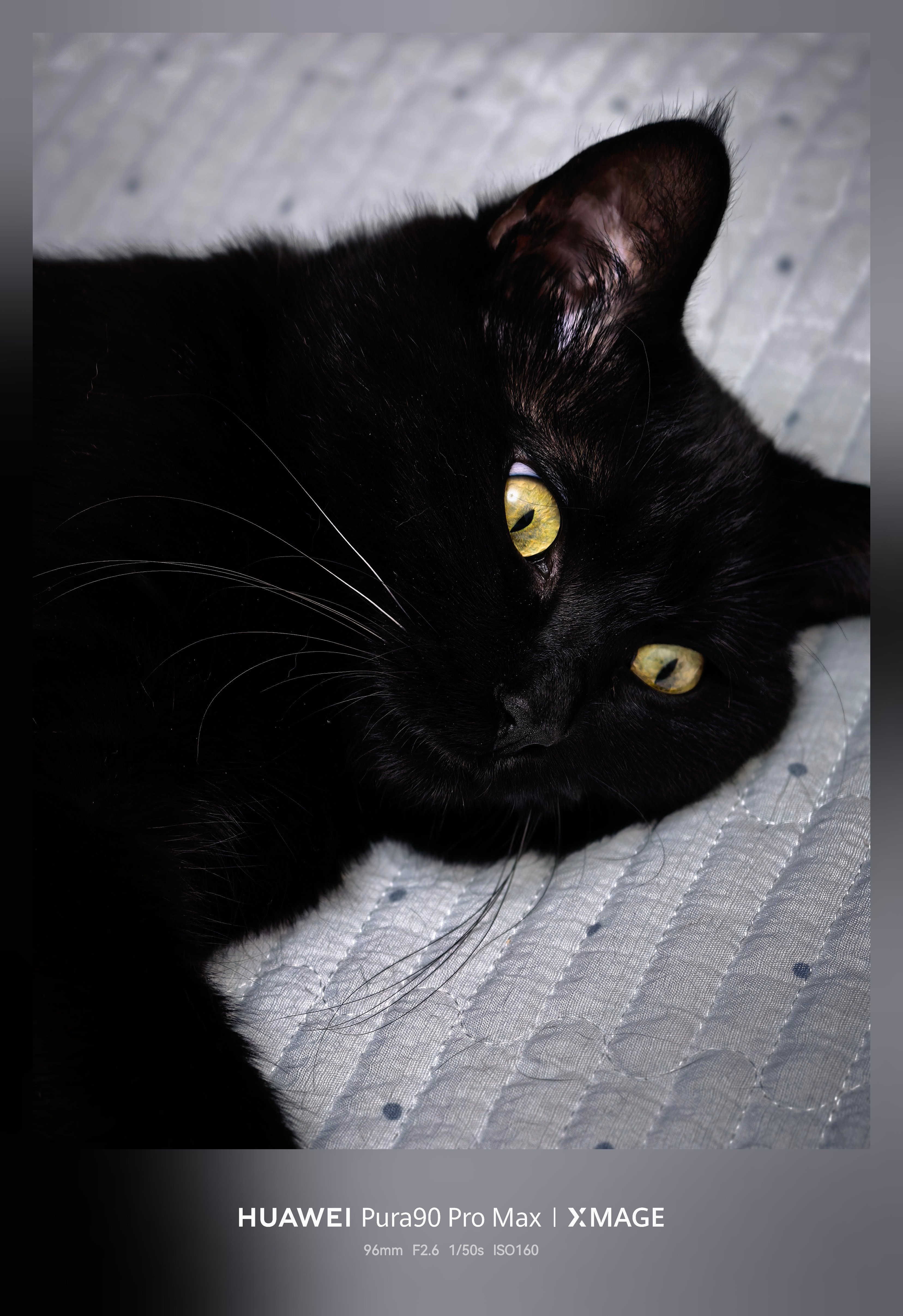 把曝光调低，就能得到一只神秘的金曈黑猫… 