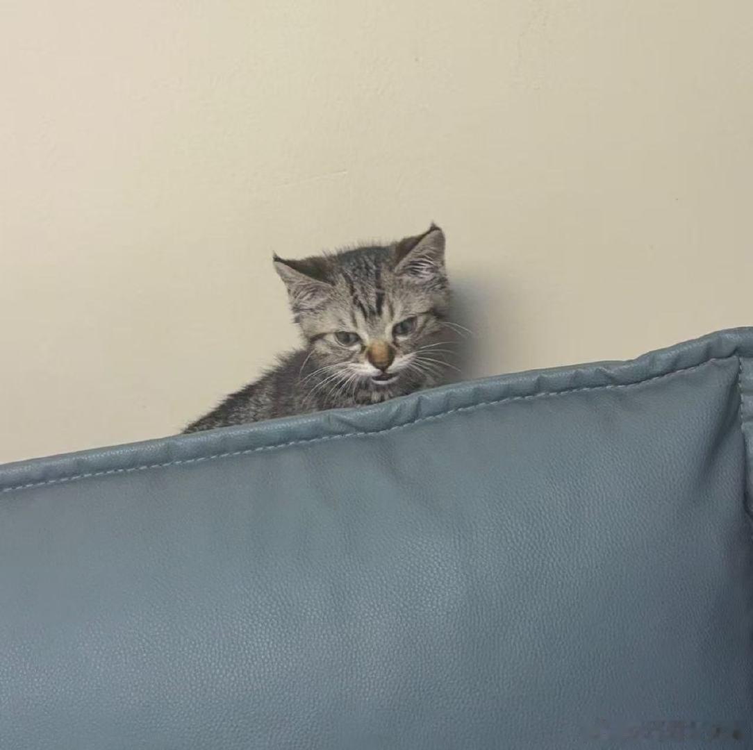 张奕然收养的是流浪猫张奕然泡泡晒猫 张奕然泡泡晒猫啦