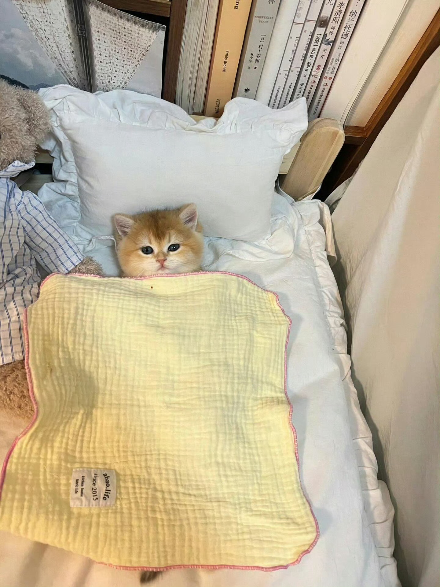 猫咪的作息非常规律[憧憬][抱一抱][awsl] ​ ​​​