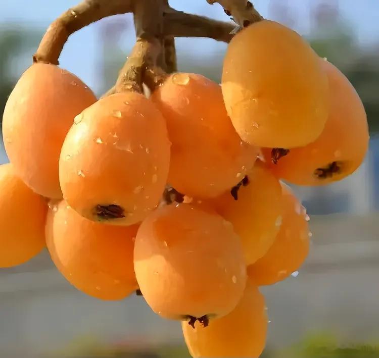 这6种病突然“好转”，未必是好事，或许是个危险信号！1、某些感染性疾病：在某些感