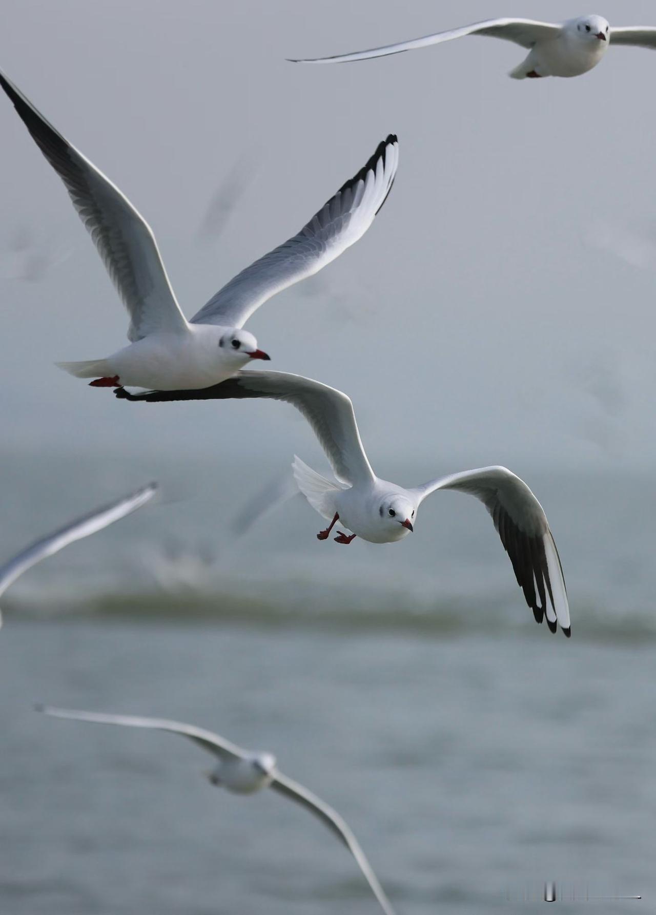 海鸥翱翔，自由飞翔在碧海蓝天间，自由自在的生活，真惬意！