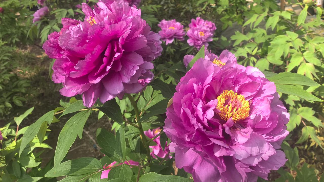 济南泉城公园牡丹盛开