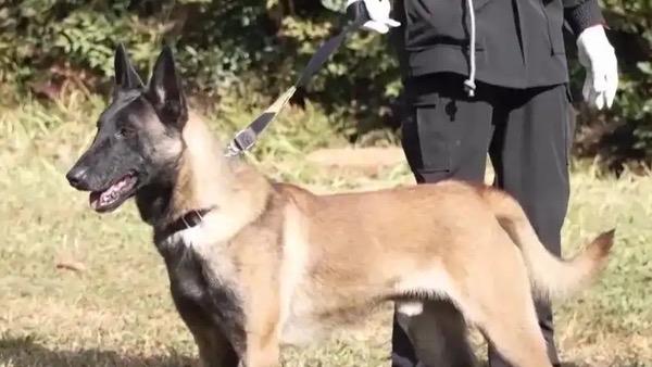 我国本土培育的昆明犬，凭借出色的运动能力与卓越耐力跻身顶尖警犬行列。作为国际警务