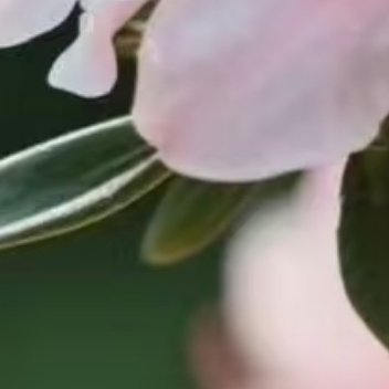 0000杜鹃花种植：1 .土壤选择：杜鹃花喜欢疏松肥沃的弱酸性土壤，可以使用腐叶