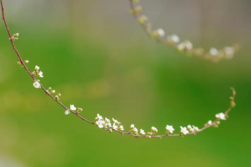洒脱咖啡0Zz的这首《早春⑨》，一下子就把人带入了一个绝美的早春之境。“细柳舒眉