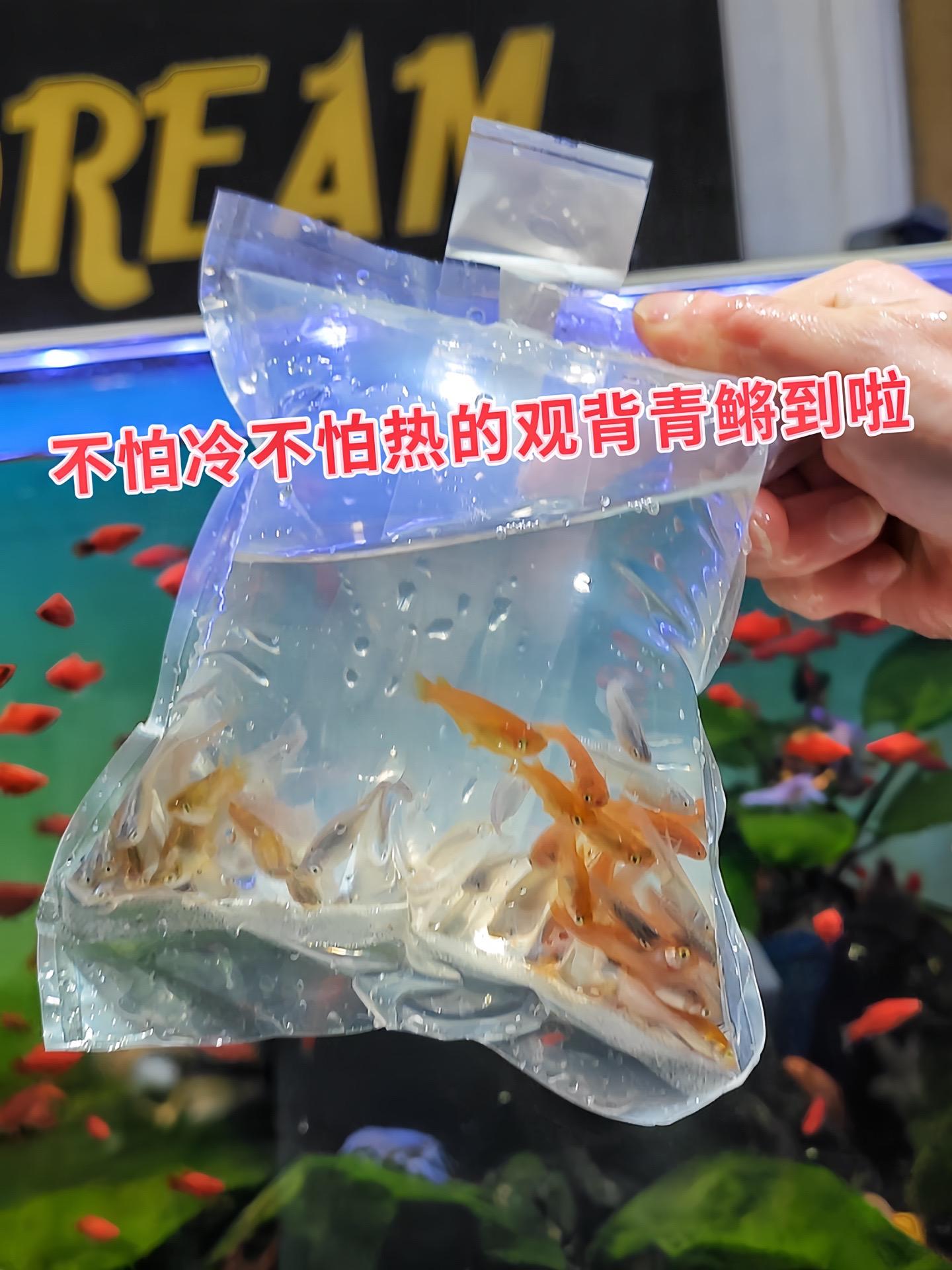 没时间精心打理鱼缸，又想享受养鱼乐趣？观背青鳉轻松满足你！对水质要求不...