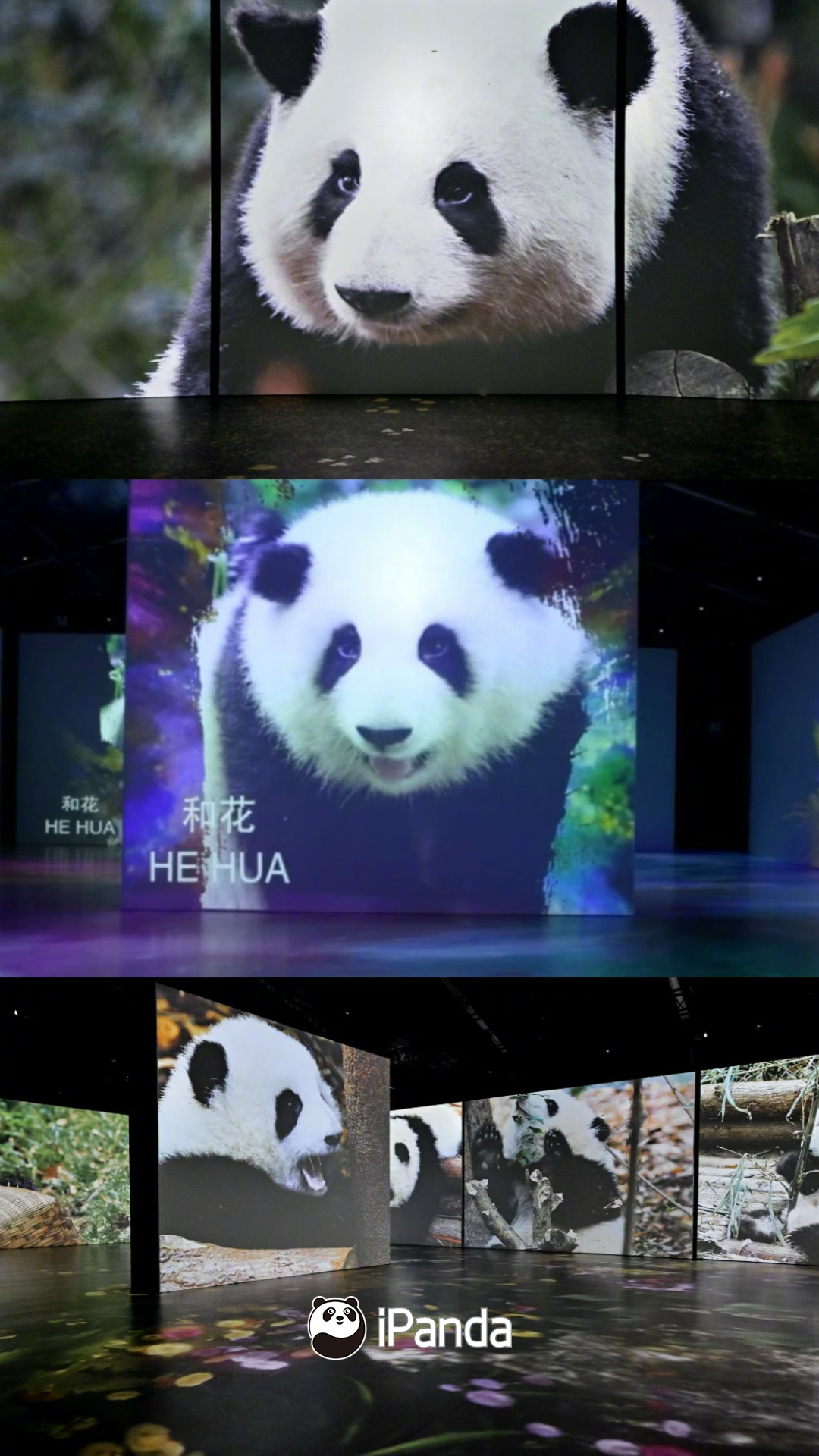 【熊猫频道12岁生日快乐[yeah]】亲爱的胖友们好：展信佳！不知不觉 已经陪伴