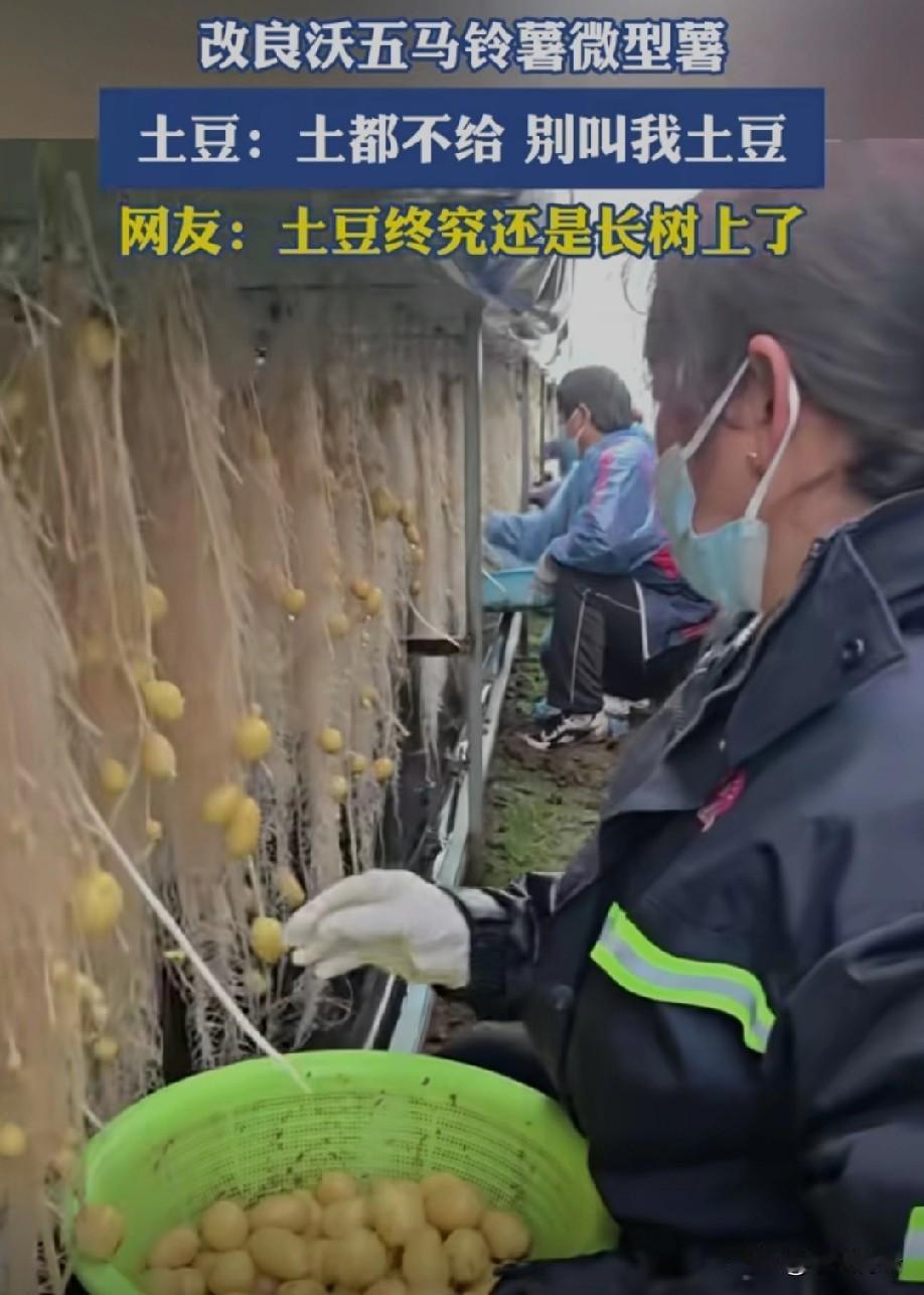 土豆吃的就是一个地气
这样的种植方式
都整没地气了

根块类蔬菜