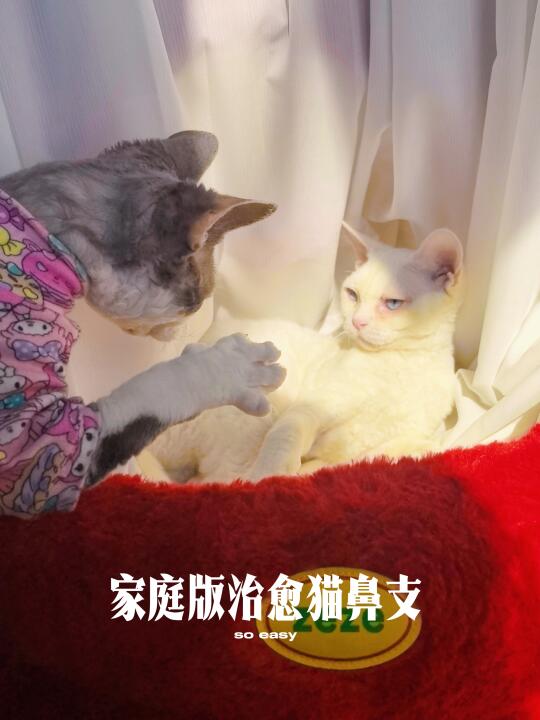 家庭版猫鼻支治愈经验分享