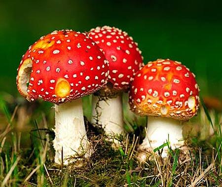 据中国老年报有关健康专家指出，一枚不起眼的野蘑菇，就能把壮实的汉子直接送进ICU